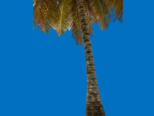 Пальма на синем фоне — стоковое фото
