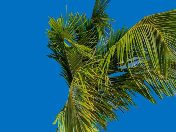 Una palmera aislada en un fondo azul —  Fotos de Stock