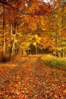 Güzel, sonbahar parkland renkleri tam. Pomerania, Polonya 