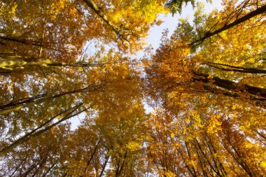 Güzel, sonbahar, kayın ormanı, aşağıdan vurdu. Pomerania, Polonya 