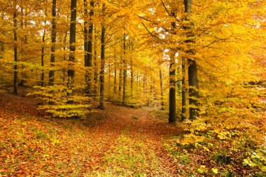 Güzel, sonbahar, kayın ormanı renkleri tam. Pomerania, Polonya 