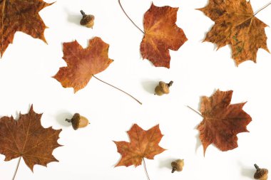 İsoled beyaz bir arka plan üzerinde renkli sonbahar yaprakları 