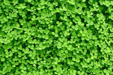 Green background with  shamrocks. St.Patrick's day holiday symbol. clipart