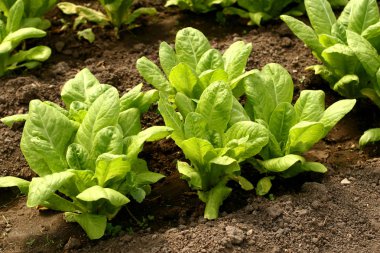 Taze marul çiftlik, bitkinin topraktan büyüyen yakın çekim