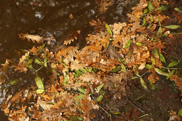 Kleurrijke Herfst Gevallen Bladeren Bruin Bodem Natte Achtergrond — Stockfoto