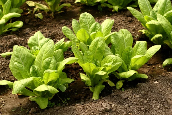 Taze marul çiftlik, bitkinin topraktan büyüyen yakın çekim