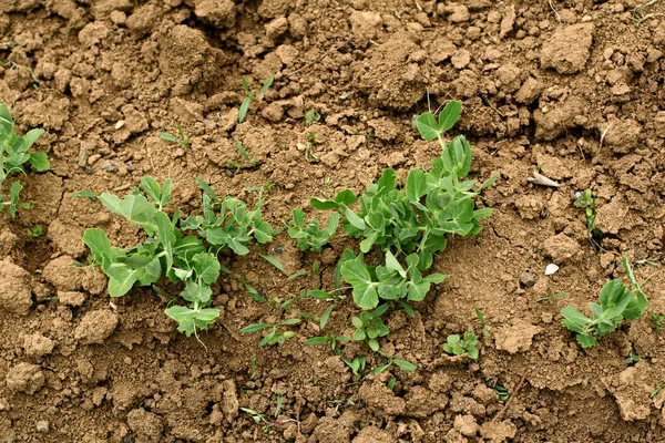 bir bezelye genç fide