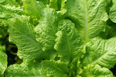 Taze marul çiftlik, bitkinin topraktan büyüyen yakın çekim