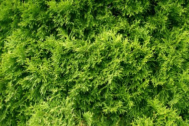 Thuja occidentalis background.Thuja occidentalis is an evergreen coniferous tree. clipart