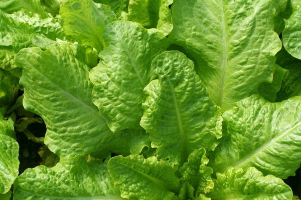 Taze marul çiftlik, bitkinin topraktan büyüyen yakın çekim