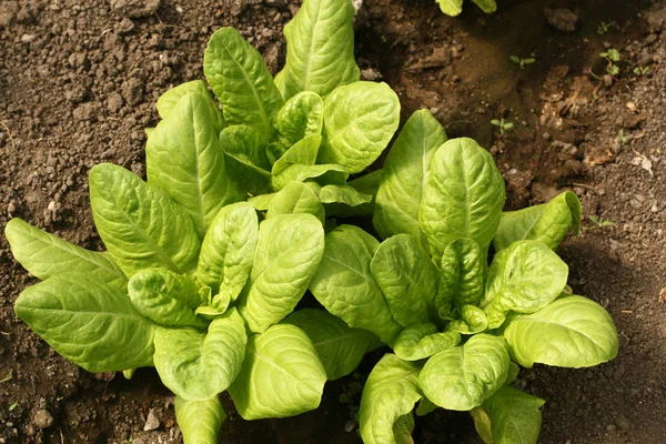 Taze marul çiftlik, bitkinin topraktan büyüyen yakın çekim