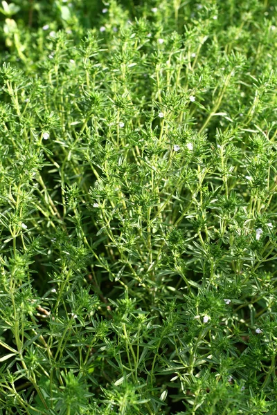 Fresh Savory Good Natural Background Savory Herb — Stock Photo, Image