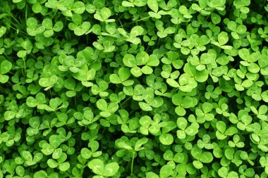 Yoncaları ile yeşil arka plan. St.Patrick'ın gün tatil sembolü.