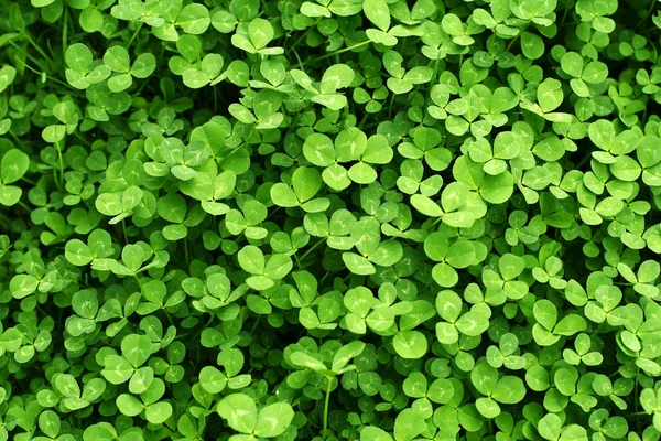 Zielone Tło Koniczynki Symbol Wakacje Dzień Patrick — Zdjęcie stockowe
