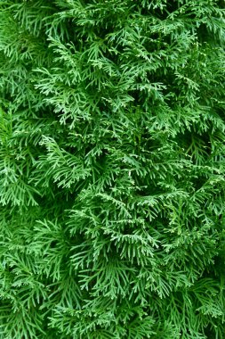 Yeşil mazı occidentalis arka plan. Mazı (bitki) occidentalis herdem yeşil bir iğne yapraklı ağaçtır.