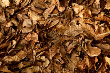 Bir arka plan ceviz ağacının kuru yaprakların closeup