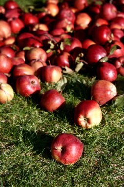 Bir sürü yeşil çayır üzerinde kırmızı elma. Organik elma yeşil çimenlerin üzerinde yerleştirilir. Elma yakın çekim