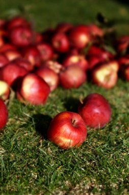 Bir sürü yeşil çayır üzerinde kırmızı elma. Organik elma yeşil çimenlerin üzerinde yerleştirilir. Elma yakın çekim