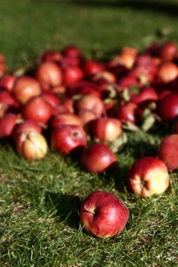 Bir sürü yeşil çayır üzerinde kırmızı elma. Organik elma yeşil çimenlerin üzerinde yerleştirilir. Elma yakın çekim