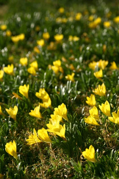 黄色の花クロッカスの草地。春の花。緑の草に黄色のクロッカス. — ストック写真