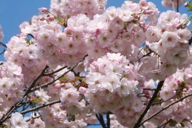 Pembe sacura ağaç bahar çiçek açmış. Kiraz çiçeği. Sacura kiraz ağacı. Mavi gökyüzü çiçekleri sacura. Sakura Festiva