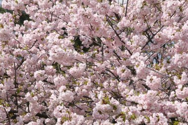 Pembe sacura ağaç bahar çiçek açmış. Kiraz çiçeği. Sacura kiraz ağacı. Mavi gökyüzü çiçekleri sacura. Sakura Festiva