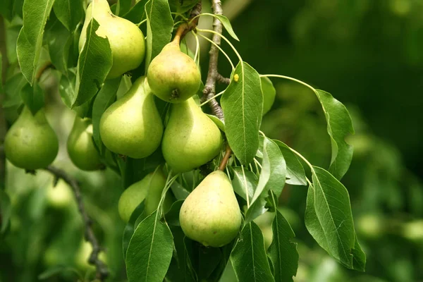Branch of wood piled with organic pears. A tree of a garden full of ripe pears. — Stock Photo, Image