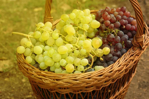 Grapes in basket. Closeup of weaved basket with ripe blue and white grapes. — Stock Photo, Image