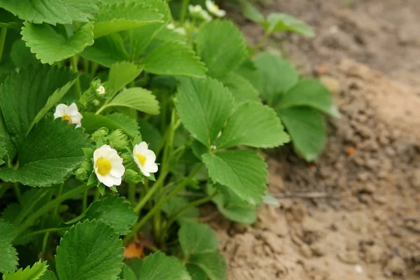 Strawberry blooms grows in the garden, organic fruit. Strawberry bushes with white flowers. Close-up shot. — Stock Photo, Image