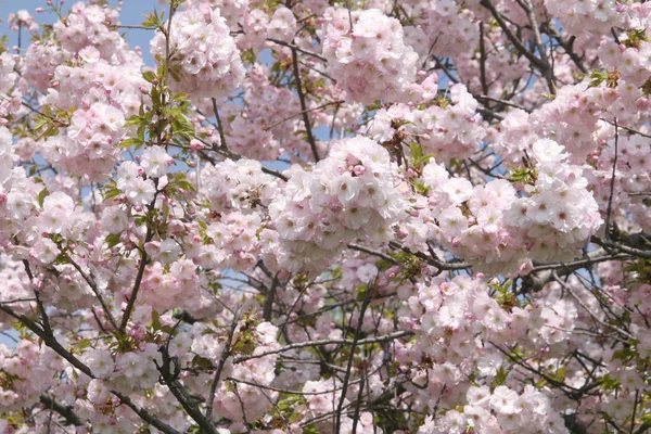 Blooming pink sacura tree in spring. Cherry blossom. Sacura cherry-tree. Sacura flowers on blue sky. Sakura Festiva — Stock Photo, Image