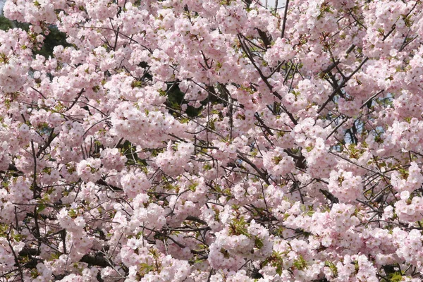 Blooming pink sacura tree in spring. Cherry blossom. Sacura cherry-tree. Sacura flowers on blue sky. Sakura Festiva — Stock Photo, Image