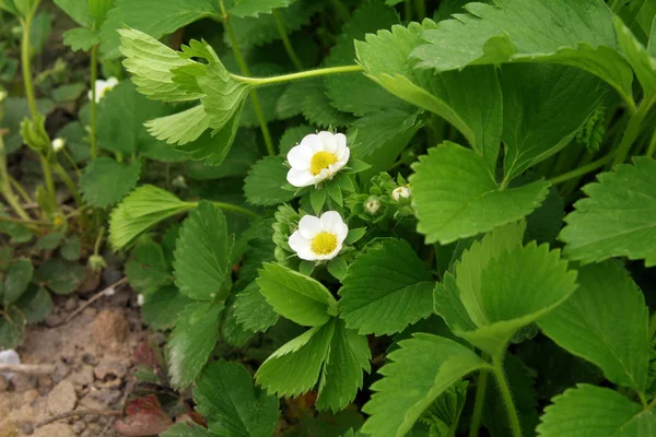 Strawberry blooms grows in the garden, organic fruit. Strawberry bushes with white flowers. Close-up shot. — Stock Photo, Image