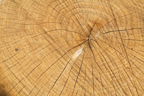 Background of annual circles of chopped wood. Picture suitable for texture for your design — Stock Photo, Image