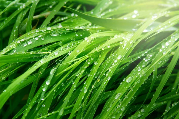 A macro shot of green grass covered with dew drops in the spring. Green sunny meadow with fresh wet grass. — Stock Photo, Image
