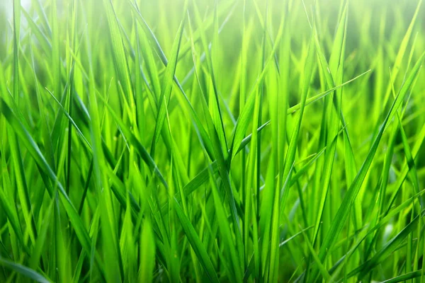 Весной макро-кадр из ярко-зеленой травы. Зеленый луг крупным планом свежей травы . — стоковое фото