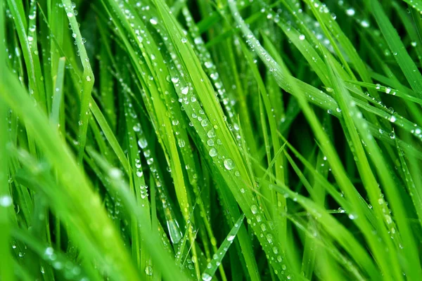 A macro shot of green grass covered with dew drops in the spring. Green sunny meadow with fresh wet grass. — Stock Photo, Image