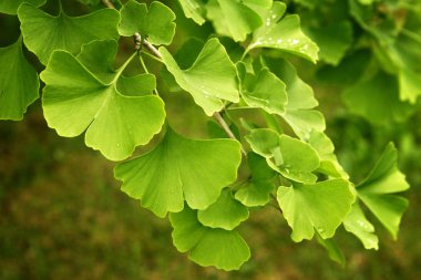 Ginkgo Biloba yeşil bir ağaca yaprakları. Ginkgo Biloba ağaç su damlaları ile yaprakları