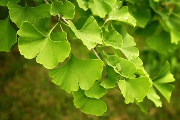 Ginkgo biloba green leaves on a tree. Ginkgo Biloba Tree Leaves with Water Drops — Stock Photo, Image
