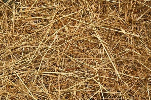 A background of dry yellow grass suitable for the texture of your design. — Stock Photo, Image