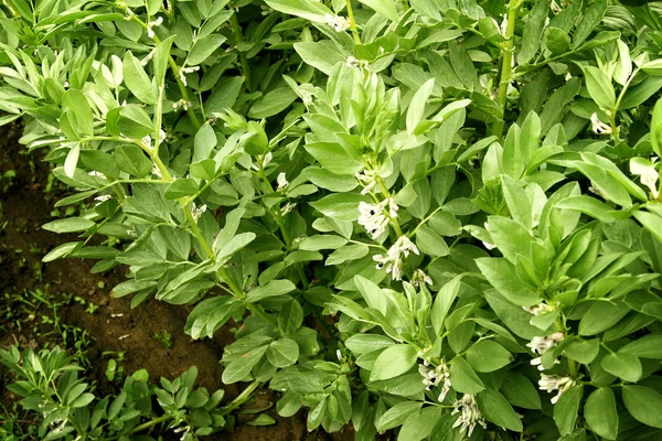 若い有機黒豆の苗は地面に育つ。庭の豆の植物 — ストック写真