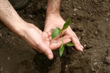 Adamın elleri toprağa taze bir biber bitkisi ekti. Biber tohumları ekiyorum..