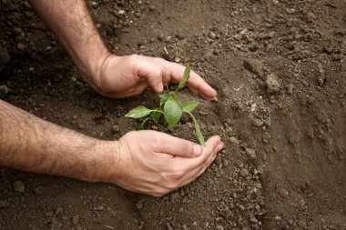Adamın elleri toprağa taze bir biber bitkisi ekti. Biber tohumları ekiyorum..