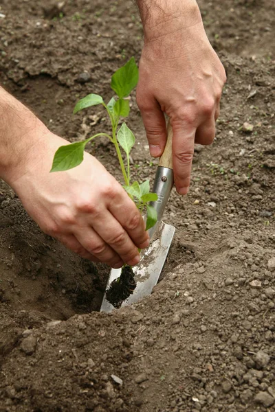 男の手は地面にコショウの若い植物を植えました。コショウの苗を植える。地面に穴を開けてパプリカの苗を植える — ストック写真
