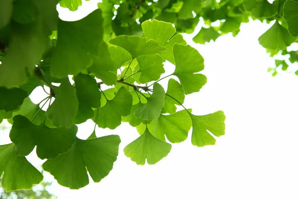 Ginkgo biloba hojas verdes en un árbol. Ginkgo Biloba Árbol Hojas en el cielo claro. —  Fotos de Stock