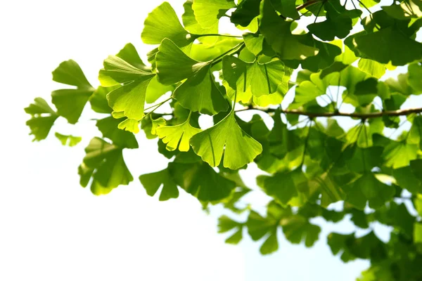 Ginkgo biloba zöld levelek egy fán. Ginkgo Biloba Fa Könnyű égen száll. — Stock Fotó