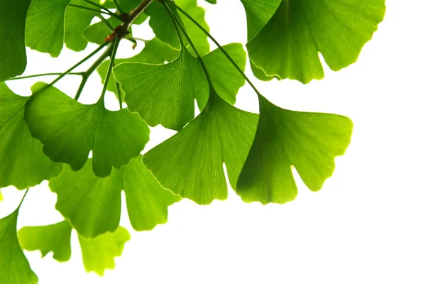 Ginkgo biloba foglie verdi su un albero. Ginkgo Biloba Albero Foglie su cielo chiaro. — Foto Stock