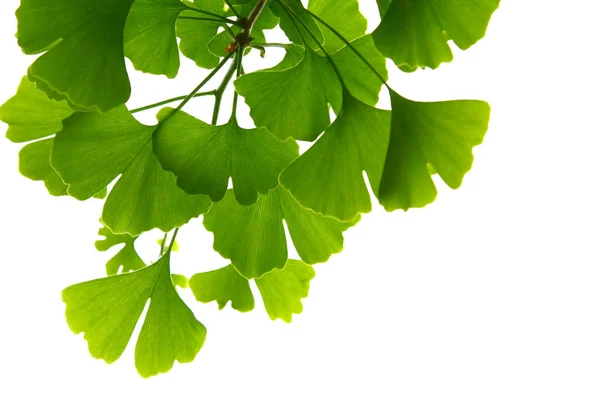 Zelené listy Ginkgo biloba na stromě. Ginkgo Biloba Strom Listy na světlé obloze. — Stock fotografie