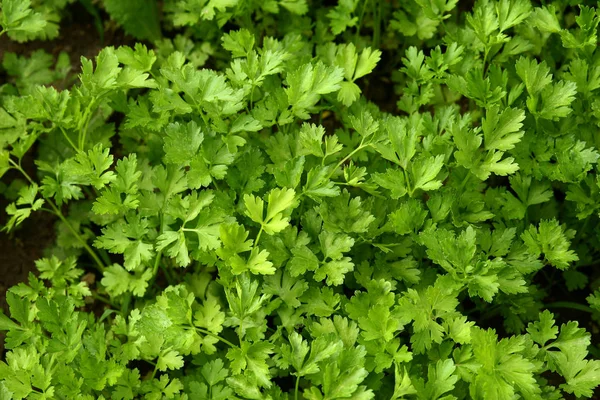 Parsley growing in the garden. Petroselinum. Close-up parsley leaves. Growing herbs — Stock Photo, Image