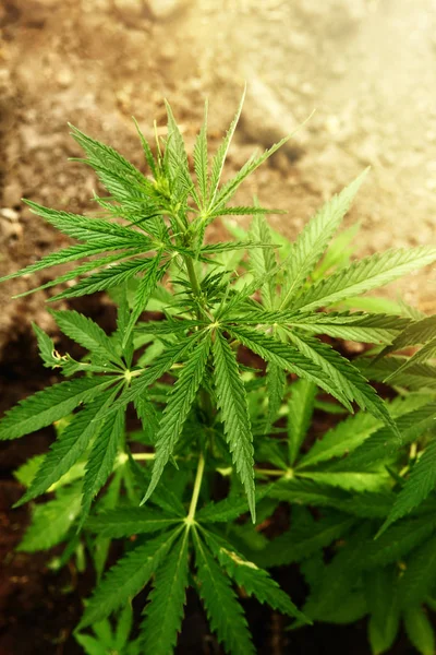 Folhas de marijuana. Cannabis Bush em fundo turvo. Marihuana plantas de perto . — Fotografia de Stock