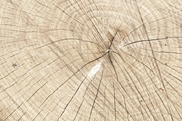 Background of annual circles of chopped wood. Picture suitable for texture for your design — Stock Photo, Image